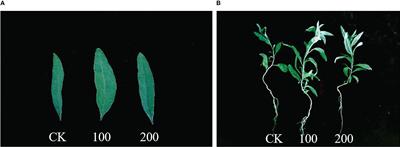 Changes in the morphology traits, anatomical structure of the leaves and transcriptome in Lycium barbarum L. under salt stress